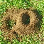 How to Control Fire Ants in Your Yard