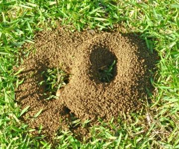 How to Control Fire Ants in Your Yard