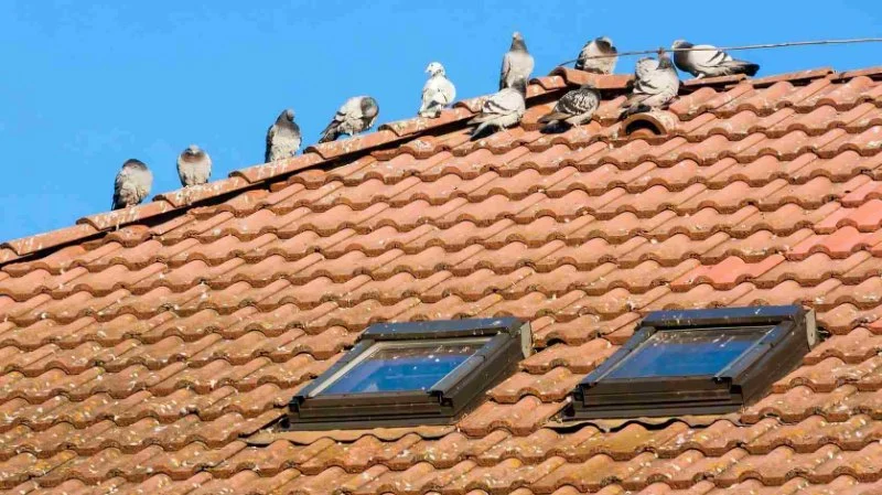 How to Keep Pests Out of Roof Overhangs