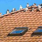 How to Keep Pests Out of Roof Overhangs