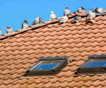 How to Keep Pests Out of Roof Overhangs