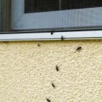 How to Keep Your Home Pest-Free After Renovations