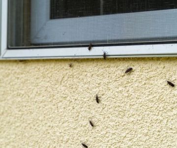 How to Keep Your Home Pest-Free After Renovations