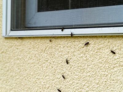 How to Keep Your Home Pest-Free After Renovations