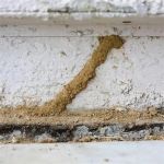 How to Detect Termites Before Structural Damage Occurs