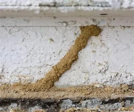 How to Detect Termites Before Structural Damage Occurs