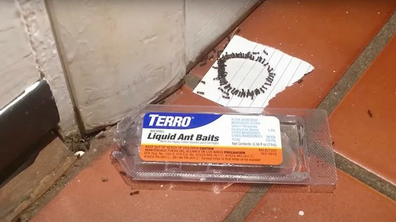 How to Use Low-Toxic Baits for Rodents