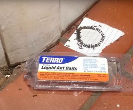 How to Use Low-Toxic Baits for Rodents