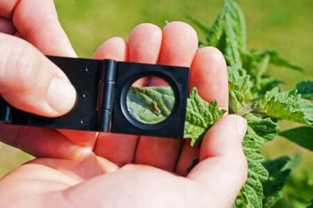 How to Monitor Pest Activity Between Treatments