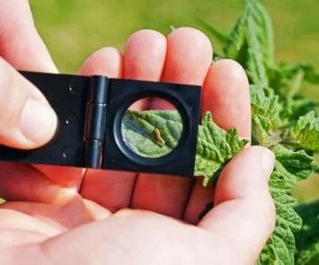 How to Monitor Pest Activity Between Treatments