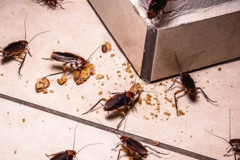 How to Keep Cockroaches From Reinfesting After Treatment