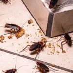 How to Keep Cockroaches From Reinfesting After Treatment