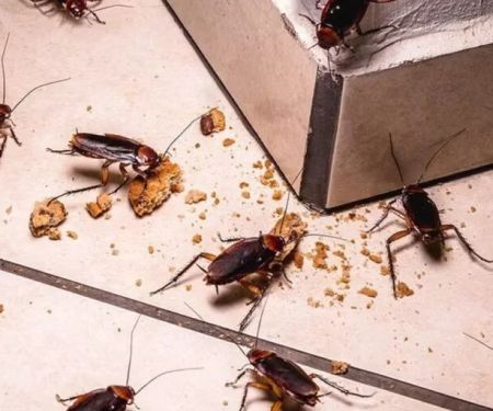 How to Keep Cockroaches From Reinfesting After Treatment