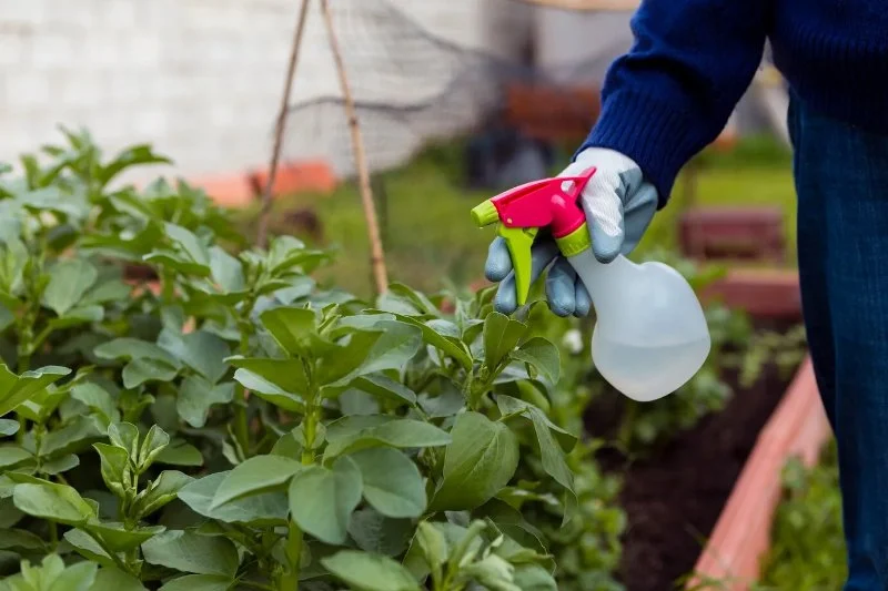 How to Control Pests in Greenhouses and Gardens Effectively
