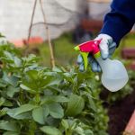 How to Control Pests in Greenhouses and Gardens Effectively