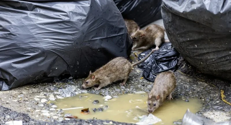 How to Deal with Pest Problems After Flooding
