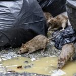 How to Deal with Pest Problems After Flooding