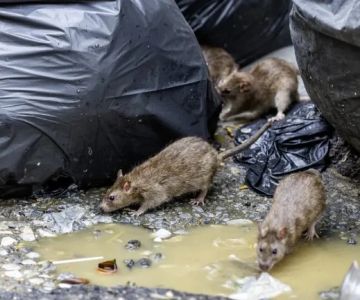 How to Deal with Pest Problems After Flooding