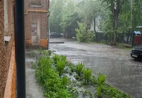 How to Plan Pest Control After Flood Damage: Expert Strategies for Home Safety