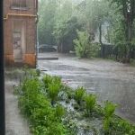 How to Plan Pest Control After Flood Damage: Expert Strategies for Home Safety
