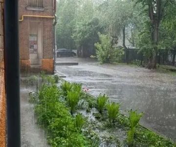 How to Plan Pest Control After Flood Damage: Expert Strategies for Home Safety