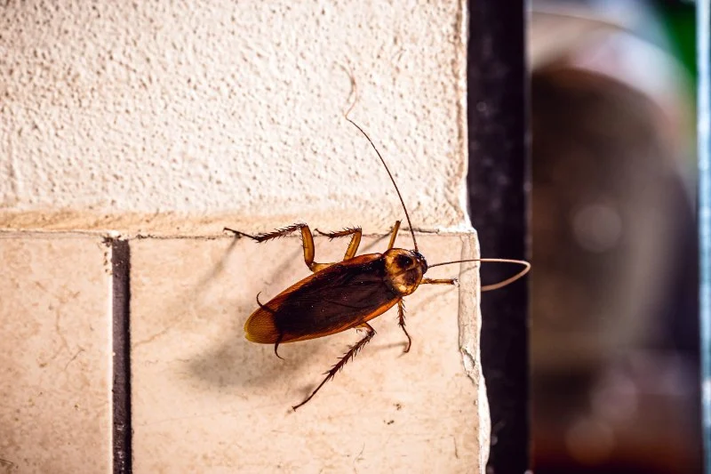How to Stop Pests When You’re on Vacation
