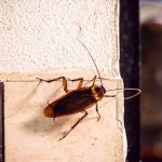 How to Stop Pests When You’re on Vacation