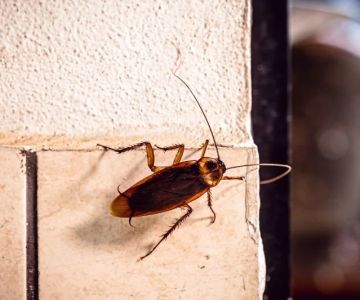 How to Stop Pests When You’re on Vacation