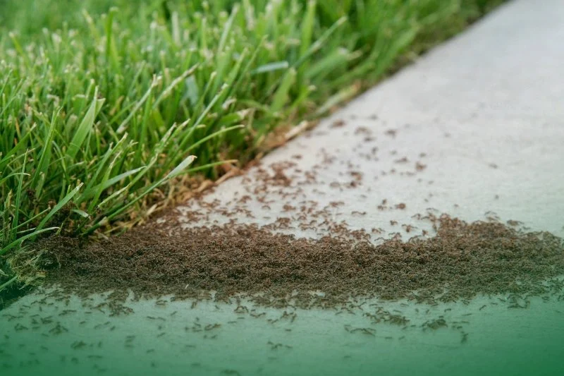 How to Monitor Pest Activity After Heavy Rain Without Missing Hidden Infestations