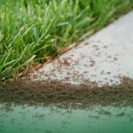 How to Monitor Pest Activity After Heavy Rain Without Missing Hidden Infestations