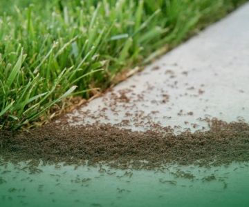How to Monitor Pest Activity After Heavy Rain Without Missing Hidden Infestations