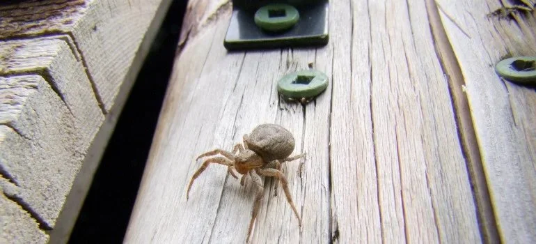 How to Keep Pests from Infesting Outdoor Sheds: Expert Prevention Tips