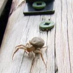 How to Keep Pests from Infesting Outdoor Sheds: Expert Prevention Tips