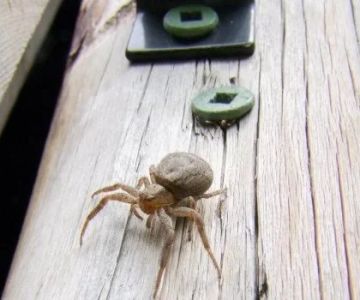 How to Keep Pests from Infesting Outdoor Sheds: Expert Prevention Tips