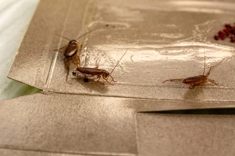 Cockroach Control Techniques That Actually Work | PestControlHub