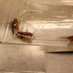 Cockroach Control Techniques That Actually Work | PestControlHub