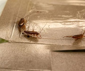 Cockroach Control Techniques That Actually Work | PestControlHub