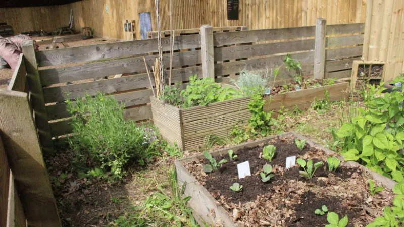How to Create a Pest-Resistant Garden Naturally and Effectively