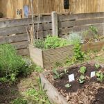 How to Create a Pest-Resistant Garden Naturally and Effectively