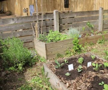 How to Create a Pest-Resistant Garden Naturally and Effectively