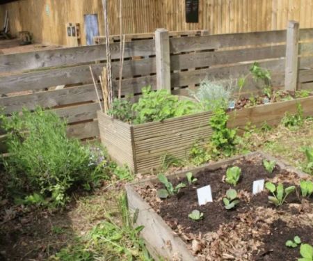 How to Create a Pest-Resistant Garden Naturally and Effectively