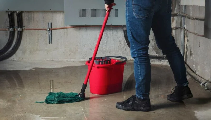 Why Moist Basements Invite Pest Infestations