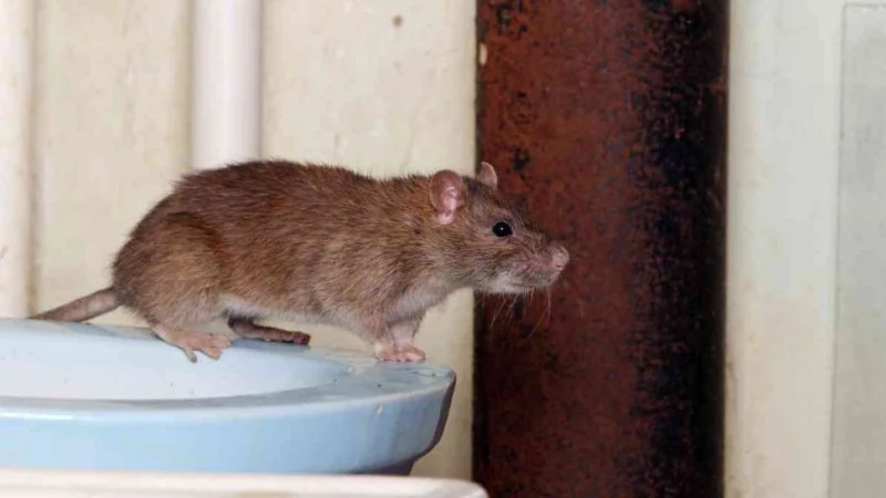 How to Use Smart Technology for Rodent Control at Home