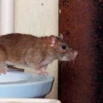 How to Use Smart Technology for Rodent Control at Home