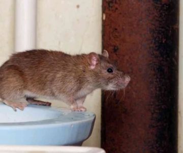 How to Use Smart Technology for Rodent Control at Home
