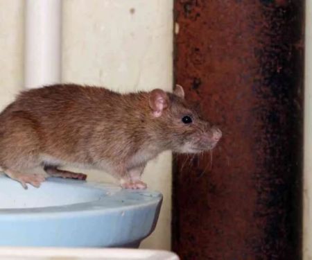 How to Use Smart Technology for Rodent Control at Home