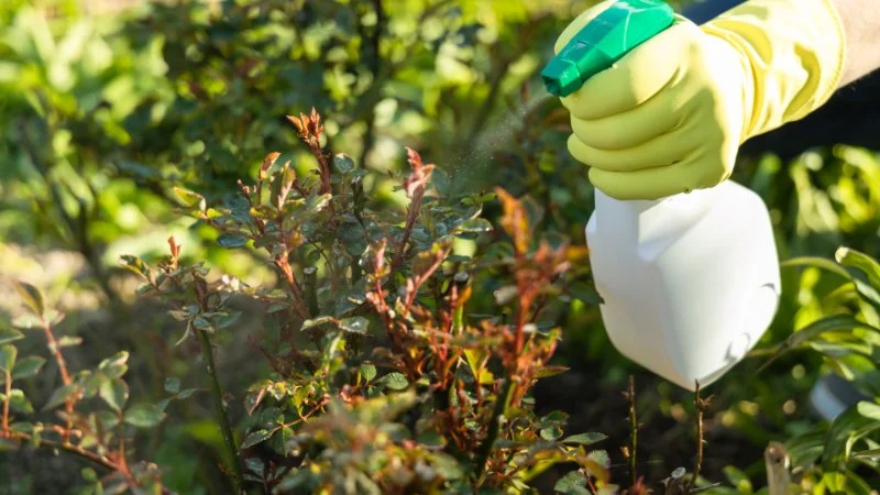 How to Keep Your Yard Free from Pests Without Harsh Chemicals