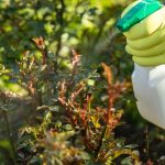How to Keep Your Yard Free from Pests Without Harsh Chemicals