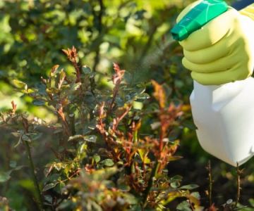 How to Keep Your Yard Free from Pests Without Harsh Chemicals