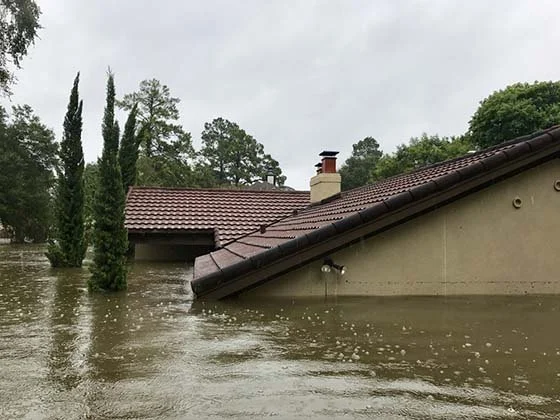 How to Plan Pest Control After Flood Damage for a Safe Home